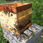 Les abeilles rentrent petit à petit dans la ruche waré de Quentin !